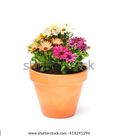 stock-photo-colorful-cape-daisy-flowers-in-a-ceramic-flowerpot-isolated-418241296-3574842